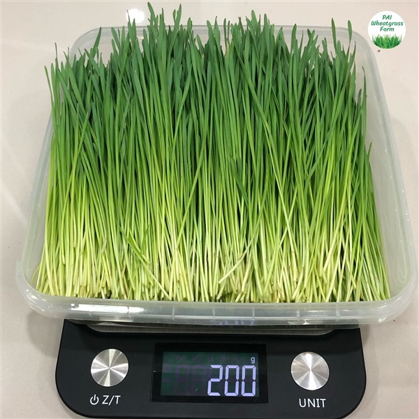 ต้นอ่อนข้าวสาลี 200 g. | PAI Wheatgrass Farm - บางกะปิ กรุงเทพมหานคร