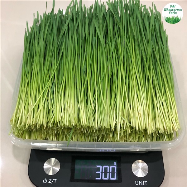 ต้นอ่อนข้าวสาลี 300 g. | PAI Wheatgrass Farm - บางกะปิ กรุงเทพมหานคร