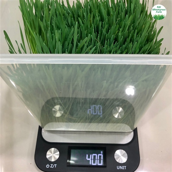 ต้นอ่อนข้าวสาลี 400 g. | PAI Wheatgrass Farm - บางกะปิ กรุงเทพมหานคร