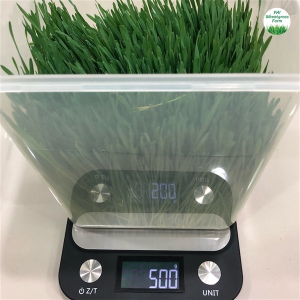 ต้นอ่อนข้าวสาลี 500 g. | PAI Wheatgrass Farm - บางกะปิ กรุงเทพมหานคร