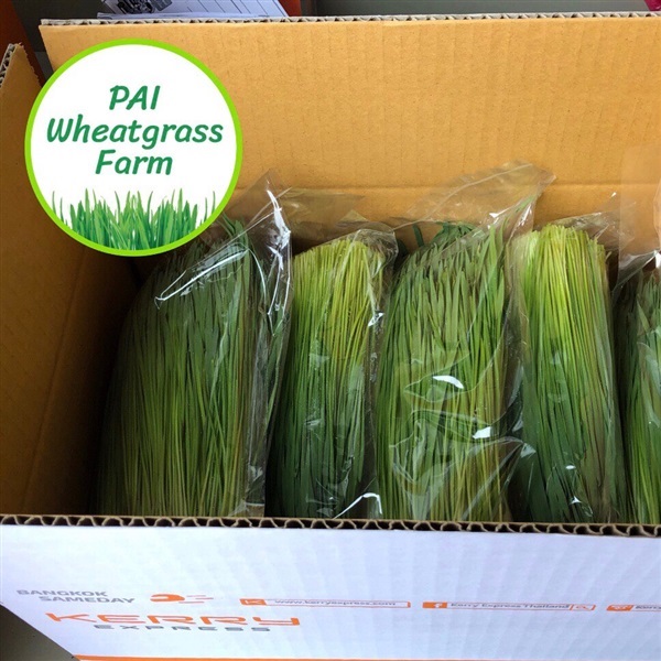 ต้นอ่อนข้าวสาลี 1000 g. | PAI Wheatgrass Farm - บางกะปิ กรุงเทพมหานคร