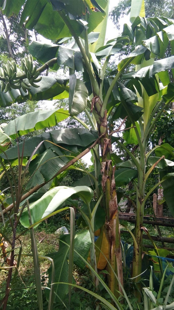 กล้วยนำ้ไท  หน่อกล้วยนำ้ไท | สวนพันธุ์ไม้ ป๊อบ - องครักษ์ นครนายก
