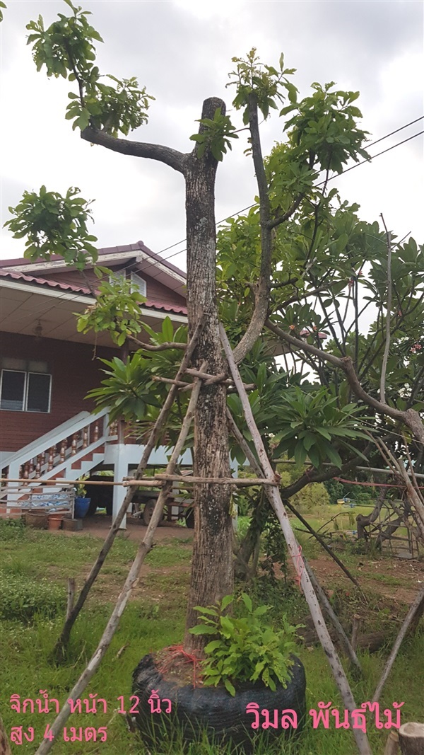 ต้นจิกน้ำ สร้อยระย้า | วิมล พันธุ์ไม้ - บางมูลนาก พิจิตร