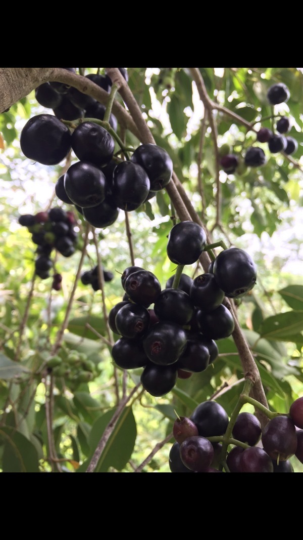 ต้นกล้าหว้าญี่ปุ่น | acai berry plants Thailand -  นครปฐม