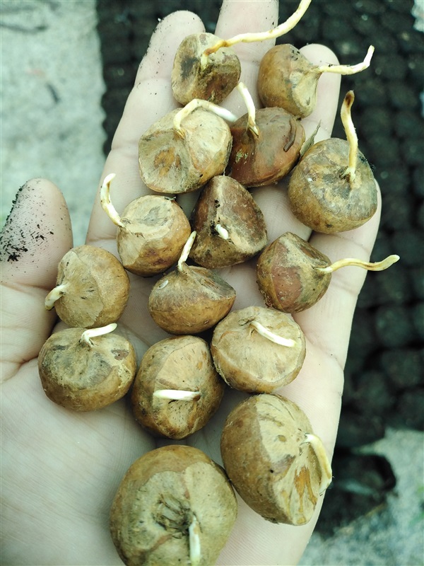 ขายเมล็ดพร้อมเพาะลูกกอปักใต้ | เมล็ดพันธุ์ดี เกษตรวิถีไทย - เมืองระยอง ระยอง