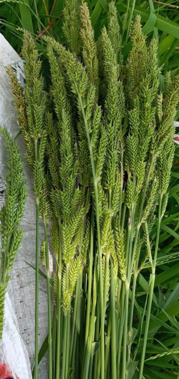 ดอกหญ้าตากแห้ง | เมล็ดพันธุ์ดี เกษตรวิถีไทย - เมืองระยอง ระยอง