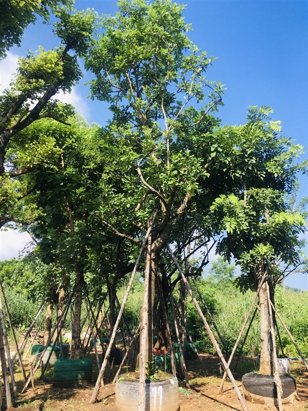 ต้นจิกน้ำ | สวนพี&เอ็มเจริญทรัพย์พันธ์ุไม้ - แก่งคอย สระบุรี