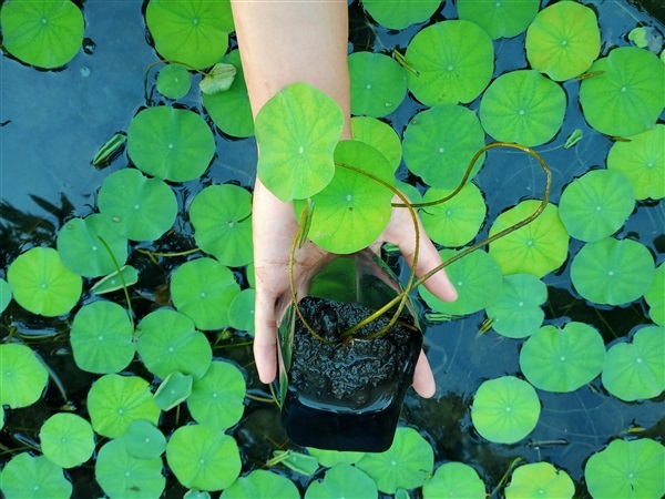 กล้าบัวหลวงสีชมพูเพาะเมล็ด | วิลันดาฟาร์มเชียงราย - เมืองเชียงราย เชียงราย