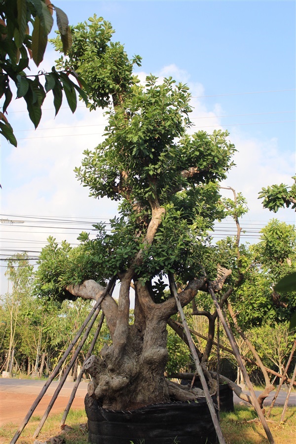 จิกน้ำโบราณ | วันนา ไม้ไทย -  ปราจีนบุรี