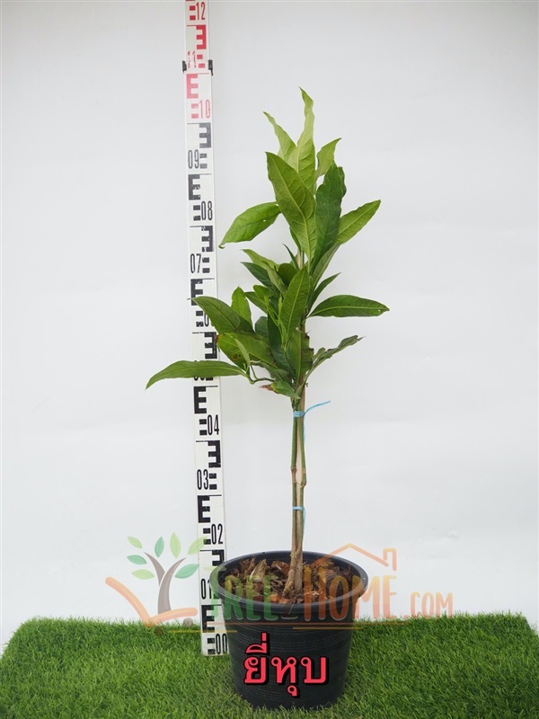 ยี่หุบ | Tree2Home - เมืองปราจีนบุรี ปราจีนบุรี