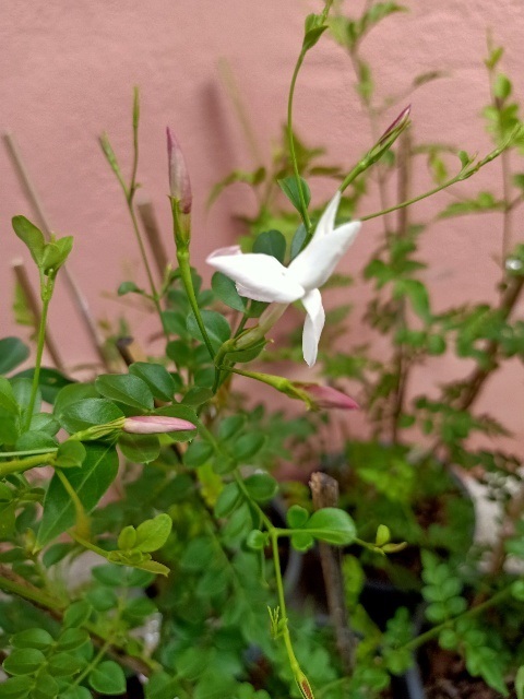 มะลิก้านแดง - Spanish jasmine (กทม) | Kiattisak Pailay - บางกอกน้อย กรุงเทพมหานคร