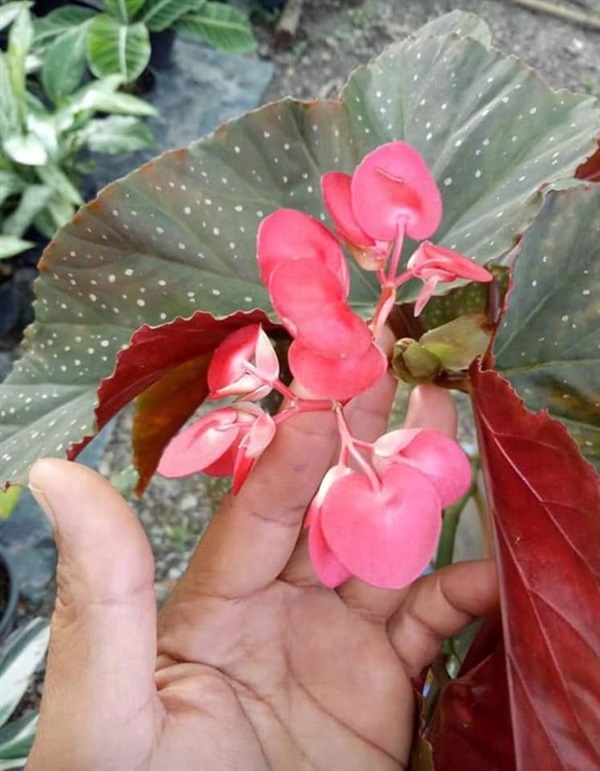 #บีโกเนียทับทิมสยาม เป็นไม้ร่มรำไร ออกดอกตลอดปี เลี้ยงง่าย   | Drenglish Garden มหาสารคาม - กันทรวิชัย มหาสารคาม