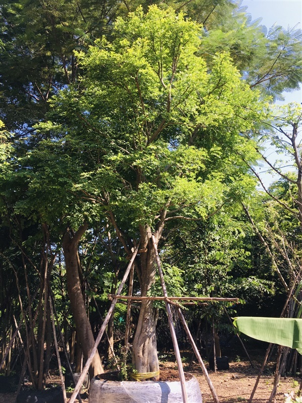 ต้นกระพี้จั่น | สวนพี&เอ็มเจริญทรัพย์พันธ์ุไม้ - แก่งคอย สระบุรี