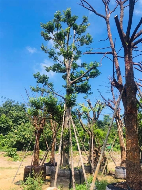 ต้นมั่งมี | สวนพี&เอ็มเจริญทรัพย์พันธ์ุไม้ - แก่งคอย สระบุรี