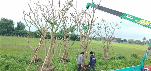 ต้นอินทนิลน้ำ | สวนต๊ะ เจ้าพญาไม้ล้อม - ศรีประจันต์ สุพรรณบุรี