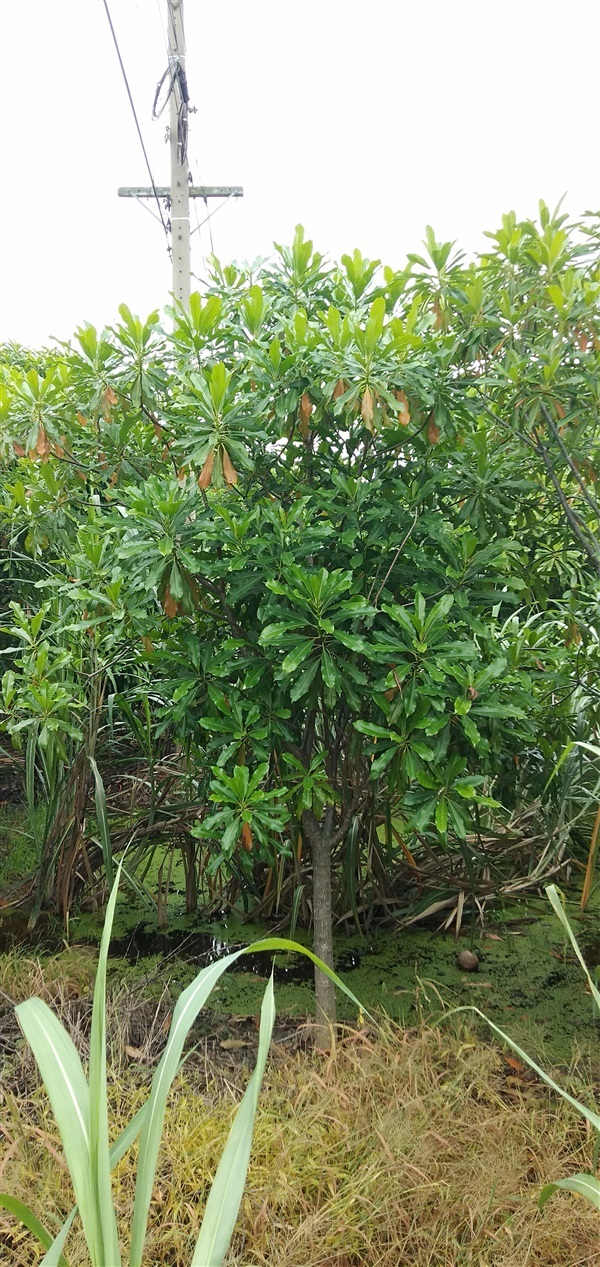 ตีนเป็ดน้ำ | สวนต๊ะ เจ้าพญาไม้ล้อม - ศรีประจันต์ สุพรรณบุรี