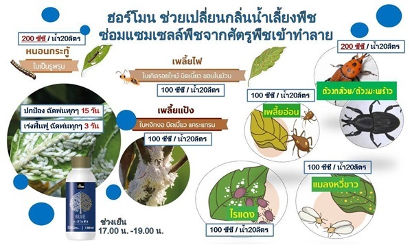 อะมิโนบลู  | MICRO@FARMERS - บ่อพลอย กาญจนบุรี