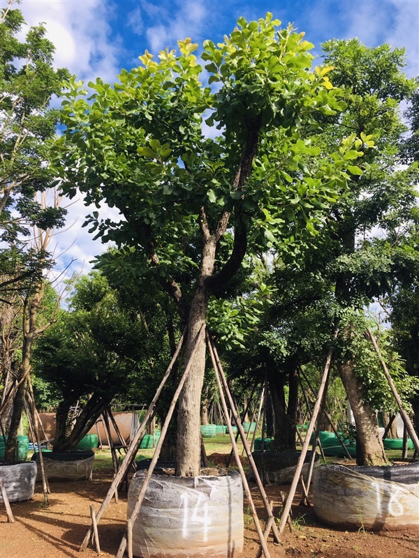 ต้นกระโดน | สวนพี&เอ็มเจริญทรัพย์พันธ์ุไม้ - แก่งคอย สระบุรี