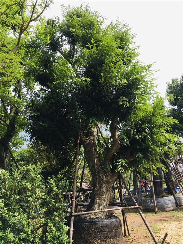 ต้นชุมแสง | สวนพี&เอ็มเจริญทรัพย์พันธ์ุไม้ - แก่งคอย สระบุรี