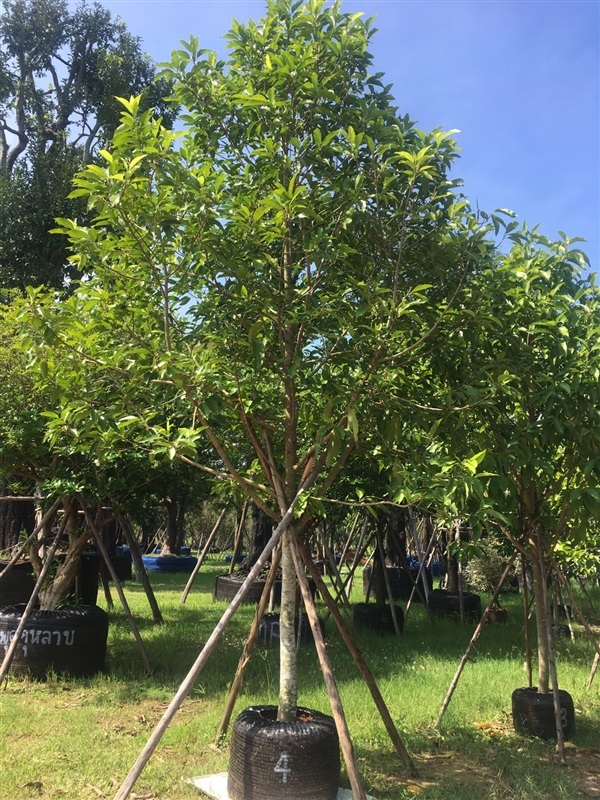 ต้นจำปี | สวนพี&เอ็มเจริญทรัพย์พันธ์ุไม้ - แก่งคอย สระบุรี