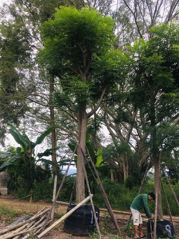 ต้นสะเดา | สวนพี&เอ็มเจริญทรัพย์พันธ์ุไม้ - แก่งคอย สระบุรี