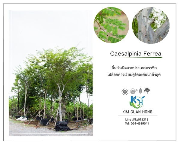 Caesalpinia Ferrea | บริษัท กิมการ์เด้นโฮลดิ้ง จำกัด (สำนักงานใหญ่) - บางใหญ่ นนทบุรี