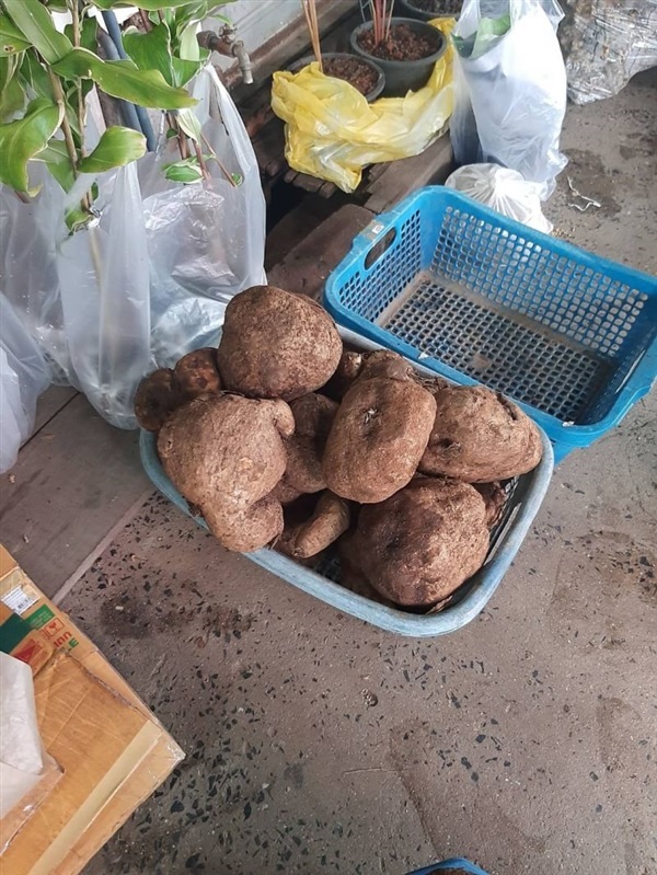 สบู่เลือดจ้า ว่านด้านคงกระพันชาตรี ตัวยางจะแดงเป็นสีเลือด โล | สวนศรีชาวนา - เมืองปราจีนบุรี ปราจีนบุรี