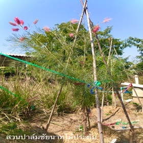 สนเกรวิเลีย สีชมพู | สวนปาล์มชัยนาท - สรรคบุรี ชัยนาท