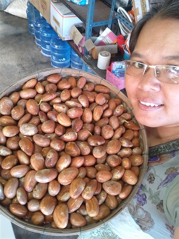 ขายเมล็ดขนุนเพรชราชาจำนวนมาก | เมล็ดพันธุ์ดี เกษตรวิถีไทย - เมืองระยอง ระยอง