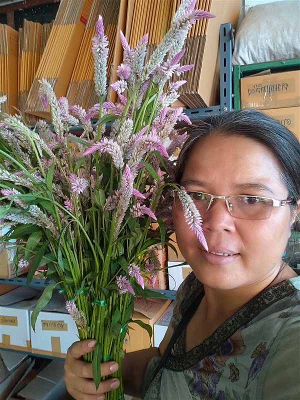 ขายดอกไม้แห้ง หงอนไก่ป่า | เมล็ดพันธุ์ดี เกษตรวิถีไทย - เมืองระยอง ระยอง