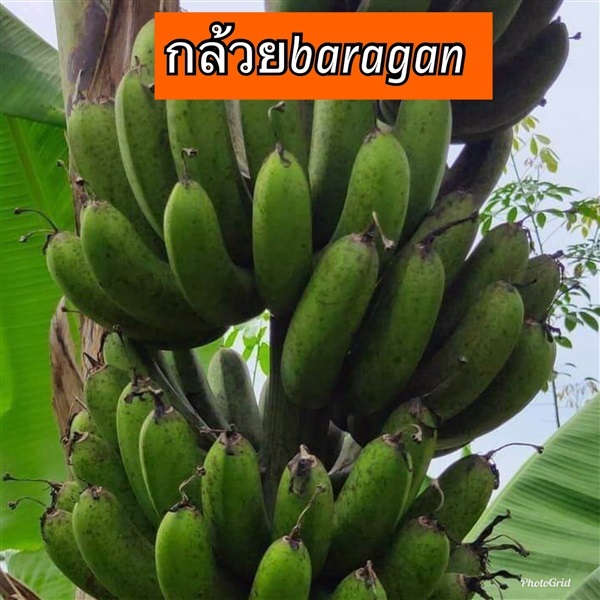 กล้วยbaragag  กล้วยใข่มาเลย์ | สวนพันธุ์ไม้ ป๊อบ - องครักษ์ นครนายก