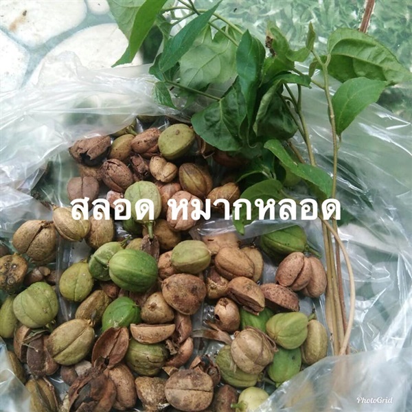 ต้นพันธุ์สลอด | สมพงศ์ฟาร์ม - เมืองตรัง ตรัง