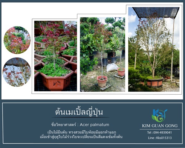 เมเปิ้ลญี่ปุ่น | บริษัท กิมการ์เด้นโฮลดิ้ง จำกัด (สำนักงานใหญ่) - บางใหญ่ นนทบุรี