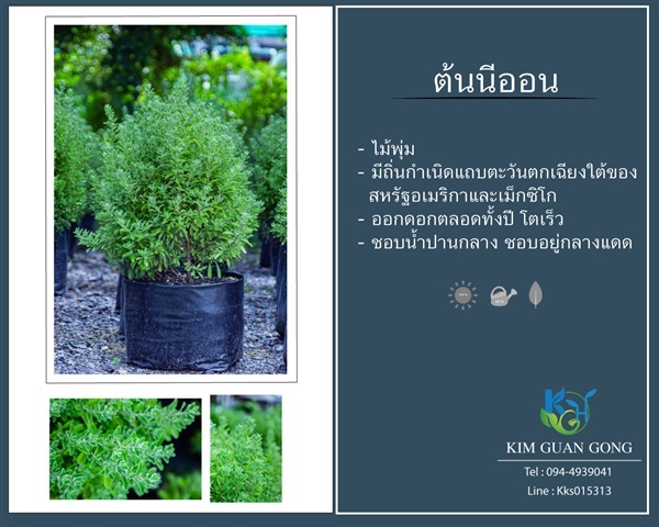 นีออน | บริษัท กิมการ์เด้นโฮลดิ้ง จำกัด (สำนักงานใหญ่) - บางใหญ่ นนทบุรี