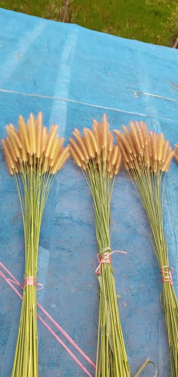 ดอกหญ้าตากแห้ง หญ้าหางกระรอก | เมล็ดพันธุ์ดี เกษตรวิถีไทย - เมืองระยอง ระยอง