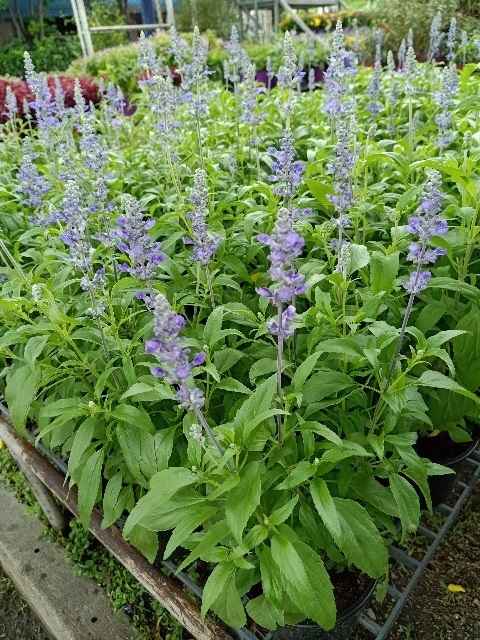 บลูซัลเวีย - Blue Salvia (กทม)