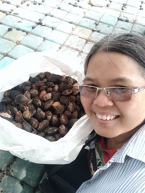 ขายเมล็ดหูกวาง | เมล็ดพันธุ์ดี เกษตรวิถีไทย - เมืองระยอง ระยอง
