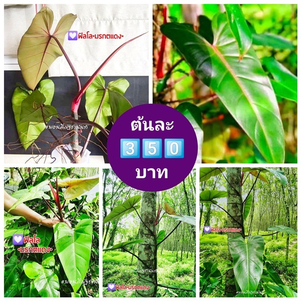 #ขายไม้ฟอกอากาศ #ไม้มงคล #ฟิโล_มรกตแดง | บอนสีณัฐชานันท์ - ธัญบุรี ปทุมธานี