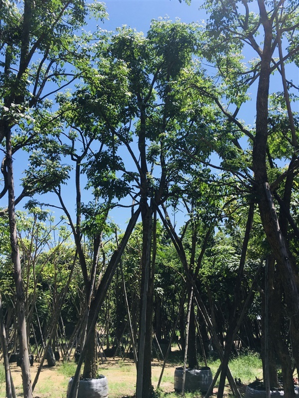 ต้นปีบเงิน | สวนพี&เอ็มเจริญทรัพย์พันธ์ุไม้ - แก่งคอย สระบุรี