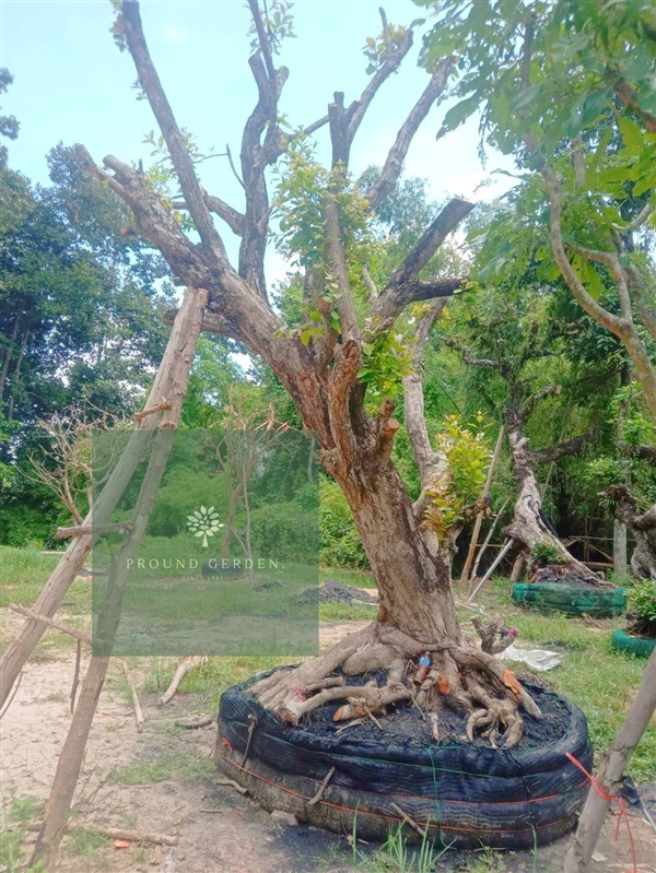 ต้นหว้าน้ำโขง | สวนไพลินการ์เด้น - กบินทร์บุรี ปราจีนบุรี
