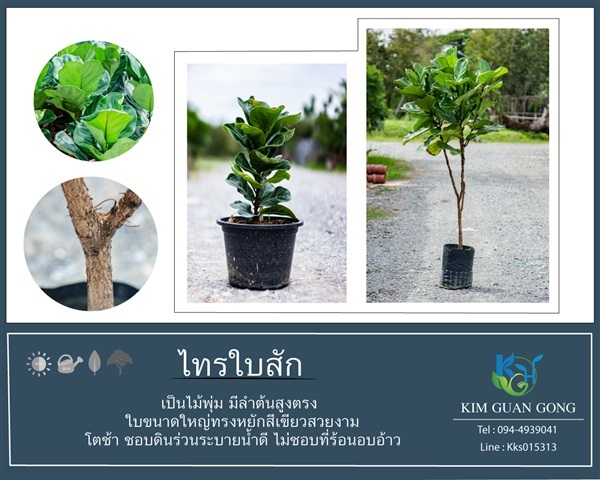 ไทรใบสัก | บริษัท กิมการ์เด้นโฮลดิ้ง จำกัด (สำนักงานใหญ่) - บางใหญ่ นนทบุรี