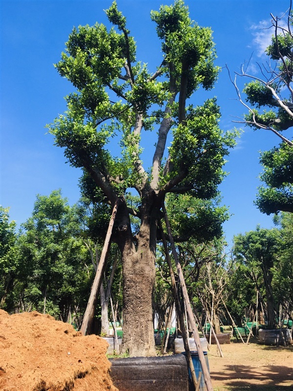 ต้นมั่งมี | สวนพี&เอ็มเจริญทรัพย์พันธ์ุไม้ - แก่งคอย สระบุรี