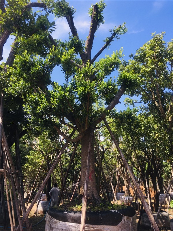 ต้นมั่งมี | สวนพี&เอ็มเจริญทรัพย์พันธ์ุไม้ - แก่งคอย สระบุรี