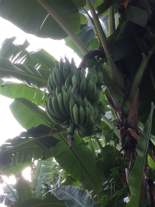 กล้วยขนุน หน่อกล้วยขนุน | สวนพันธุ์ไม้ ป๊อบ - องครักษ์ นครนายก