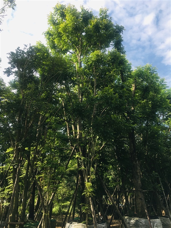 ต้นแคนา | สวนพี&เอ็มเจริญทรัพย์พันธ์ุไม้ - แก่งคอย สระบุรี