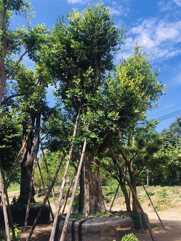 ต้นหว้าแม่น้ำ | สวนพี&เอ็มเจริญทรัพย์พันธ์ุไม้ - แก่งคอย สระบุรี