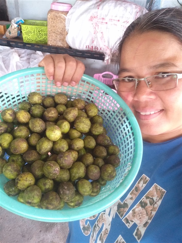 ขายเมล็ดพร้อมเพาะสมอไทย