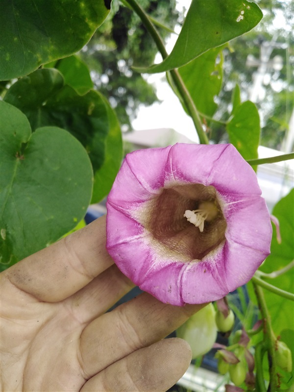 ผักบุ้งช้าง | เมล็ดพันธุ์ดี เกษตรวิถีไทย - เมืองระยอง ระยอง