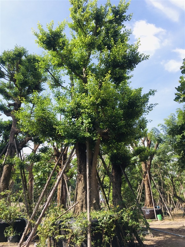 ต้นมั่งมี | สวนพี&เอ็มเจริญทรัพย์พันธ์ุไม้ - แก่งคอย สระบุรี