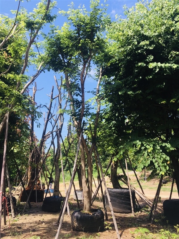 ต้นพยุง | สวนพี&เอ็มเจริญทรัพย์พันธ์ุไม้ - แก่งคอย สระบุรี